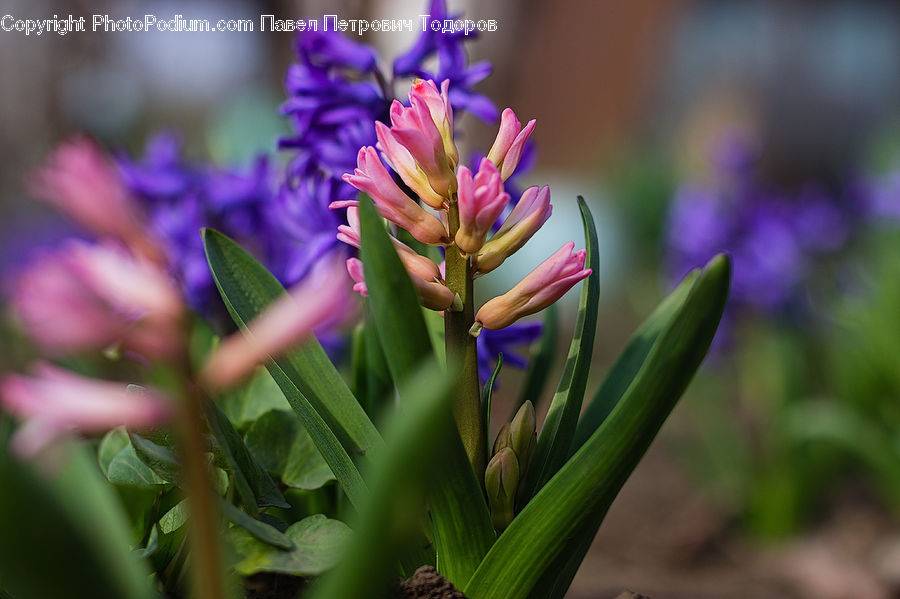 Blossom, Flora, Flower, Petal, Plant, Crocus, Rose