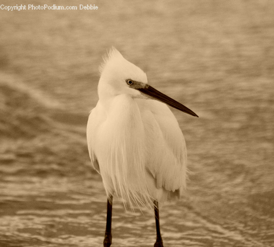 Ardeidae, Bird, Beak, Crane Bird, Egret, Waterfowl, Stork