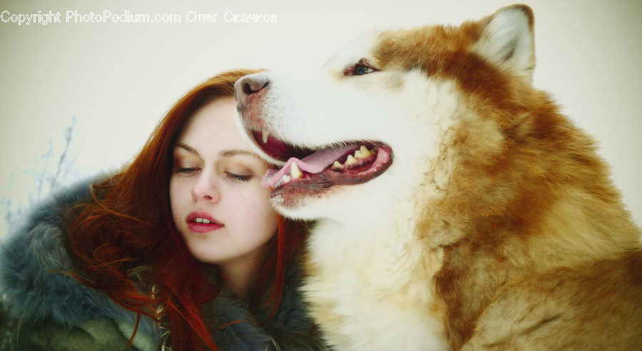 People, Person, Human, Animal, Canine, Dog, Husky