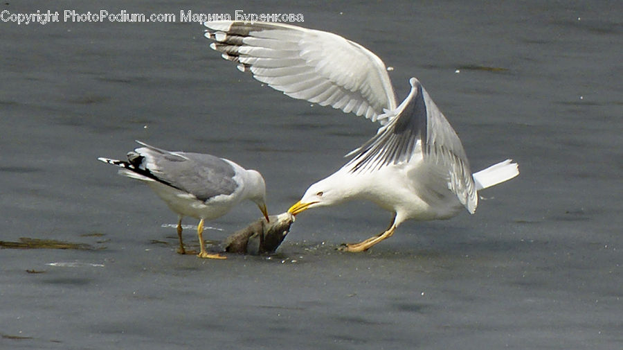 Bird, Seagull, Goose, Waterfowl, Swan, Beak, Dove