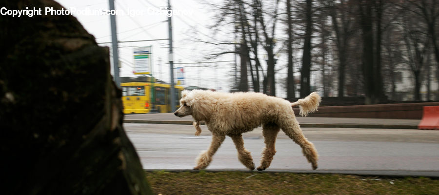 Bus, Vehicle, Animal, Canine, Dog, Mammal, Pet