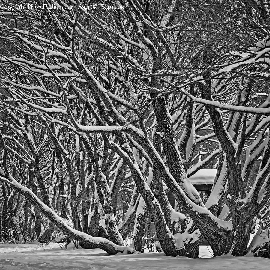 Ice, Outdoors, Snow, Plant, Tree, Forest, Vegetation
