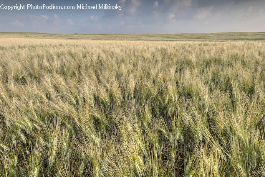 Grain, Wheat, Grass, Plant, Field, Grassland