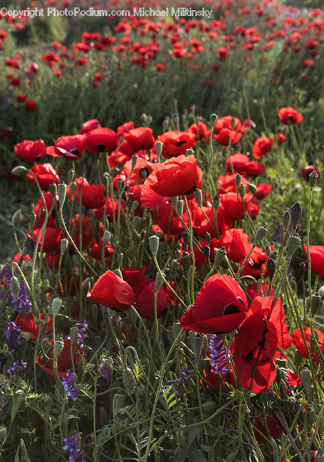 Blossom, Flora, Flower, Plant, Poppy, Geranium, Potted Plant
