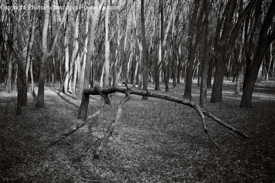Oak, Tree, Wood, Forest, Grove, Land, Plant