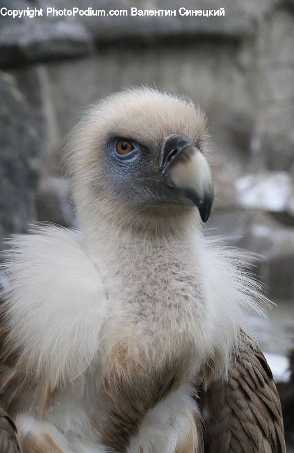 Bird, Booby, Beak, Animal, Mammal, Monkey