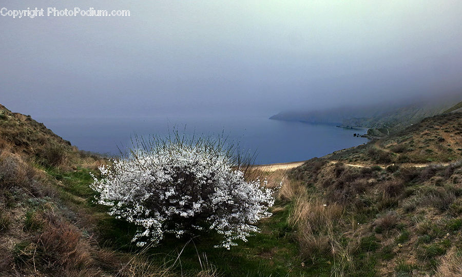 Plant, Vegetation, Landscape, Nature, Scenery, Bush, Conifer