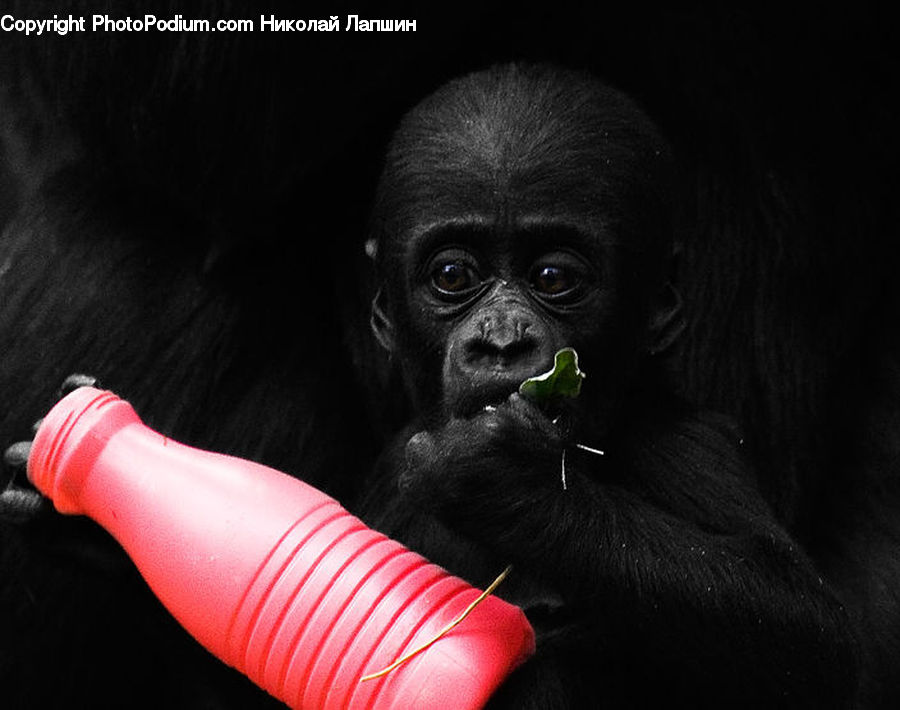 Animal, Ape, Mammal, Monkey, Face, Selfie, Head