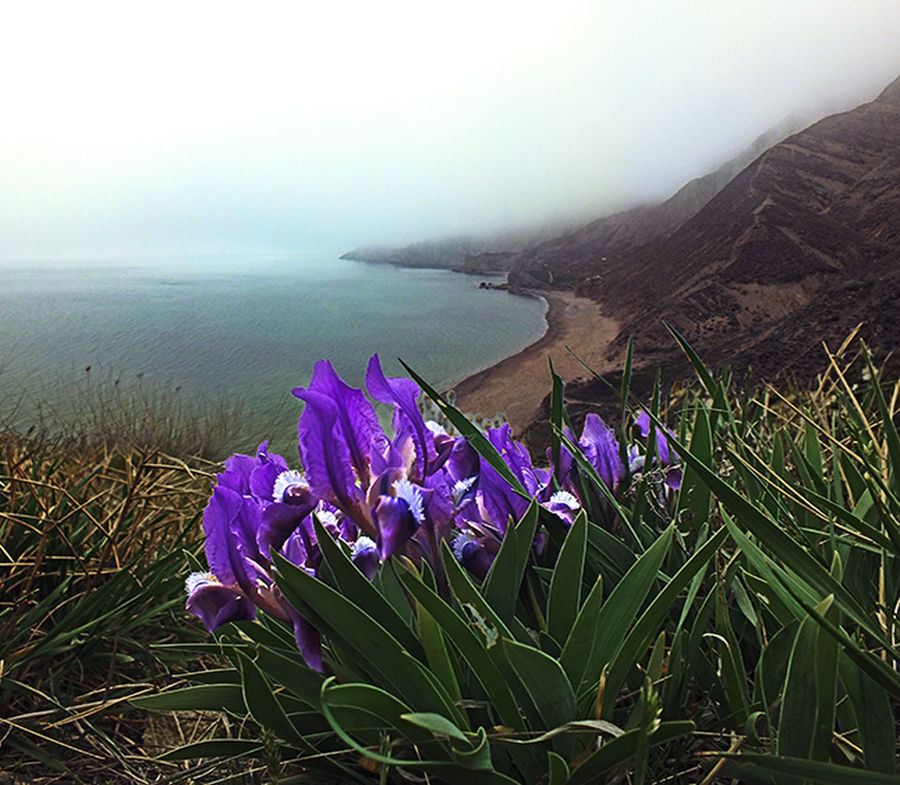 Blossom, Crocus, Flora, Flower, Plant, Vegetation, Iris