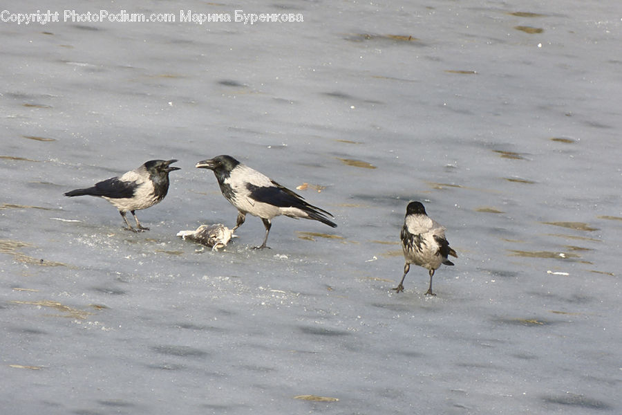 Bird, Booby, Blackbird, Crow, Waterfowl