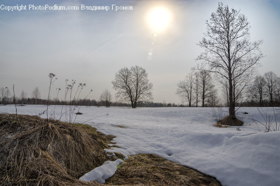 Ice, Outdoors, Snow, Plant, Tree, Land, Marsh