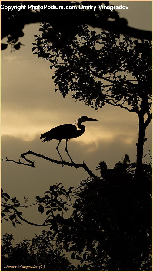Bird, Crane Bird, Heron, Plant, Potted Plant, Stork, Blackbird