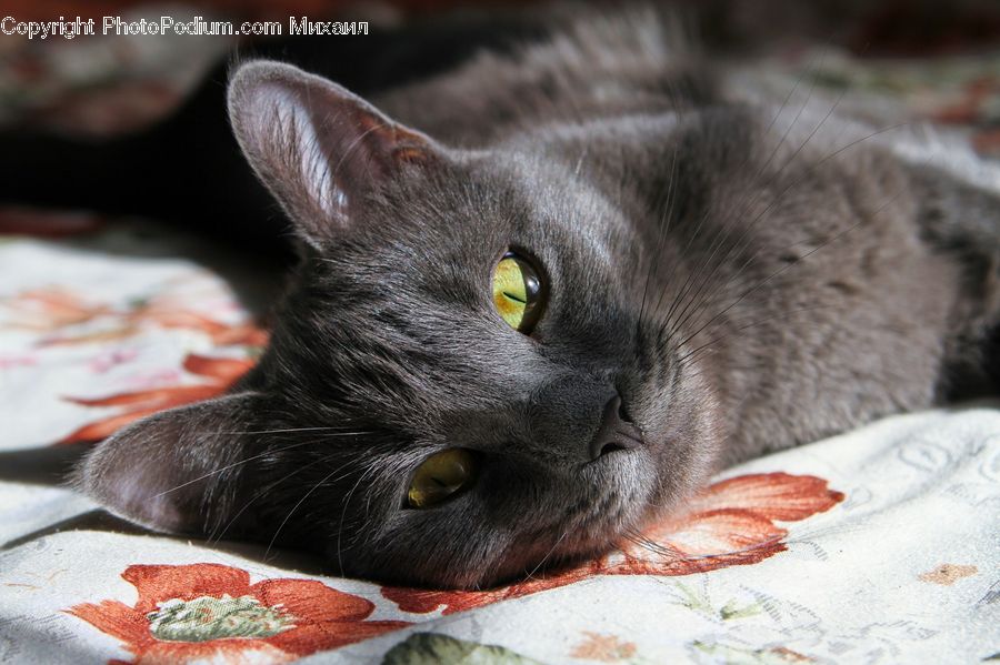 Animal, Black Cat, Cat, Mammal, Pet, Manx, Kitten