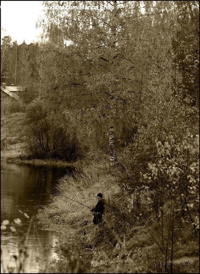 Land, Marsh, Pond, Swamp, Water, Forest, Vegetation