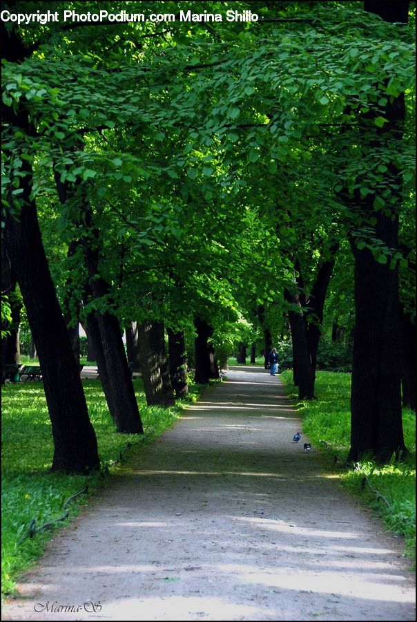 Path, Road, Walkway, Plant, Tree, Park, Dirt Road