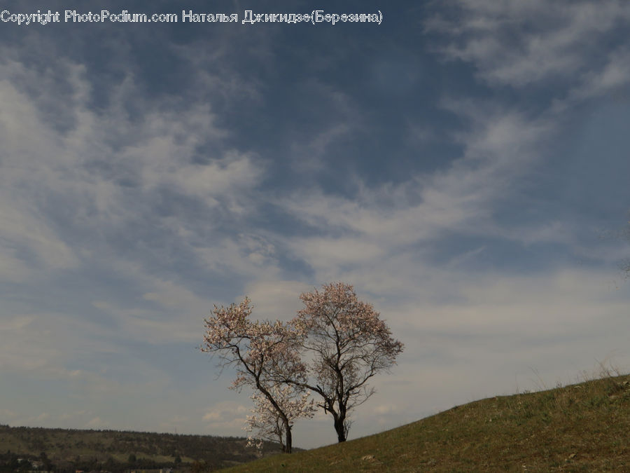 Oak, Tree, Wood, Field, Grass, Grassland, Land