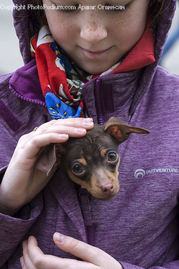 Animal, Canine, Chihuahua, Dog, Mammal, Pet, People