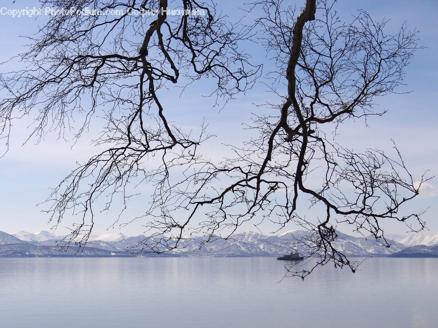 Plant, Tree, Landscape, Nature, Scenery, Oak, Wood