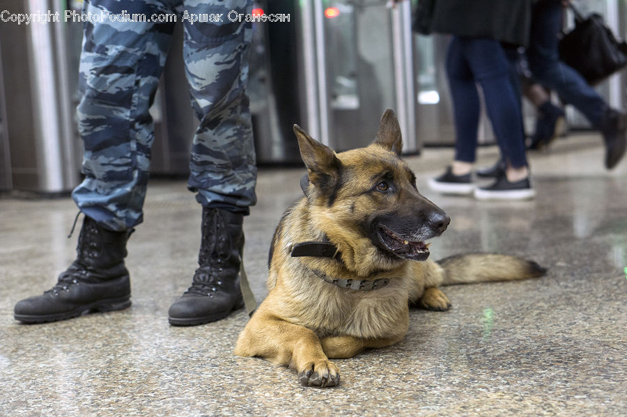 People, Person, Human, Boot, Shoe, Animal, Canine