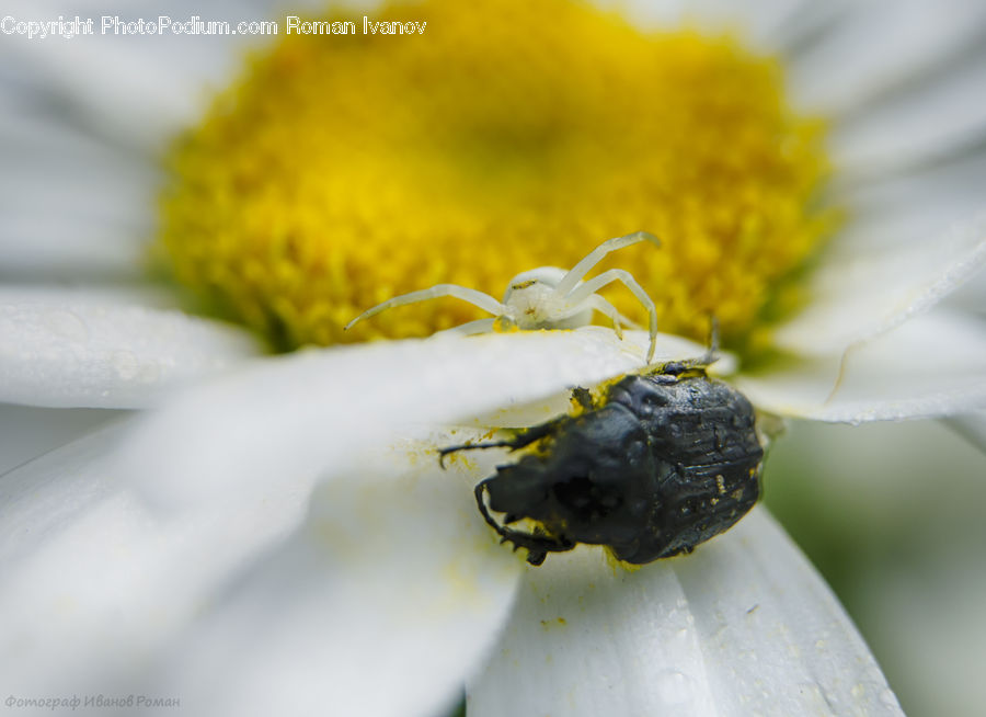Andrena, Apidae, Bee, Bumblebee, Honey Bee, Insect, Invertebrate