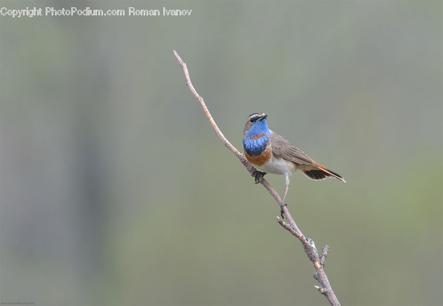 Bird, Blue Jay, Bluebird, Jay, Robin, Finch