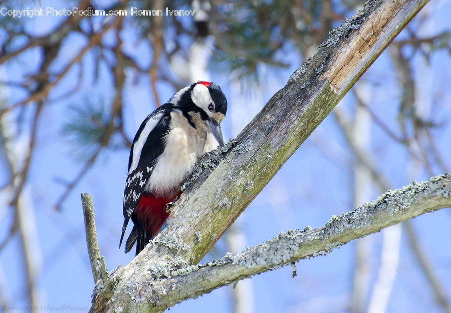 Bird, Flicker Bird, Woodpecker