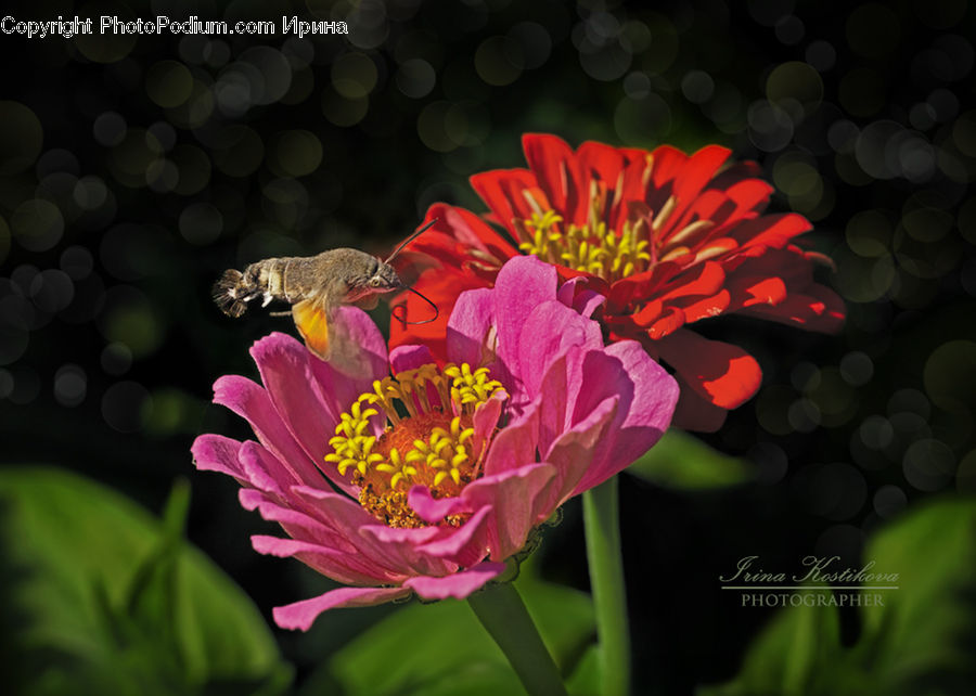 Flora, Pollen, Blossom, Flower, Plant, Bee, Insect