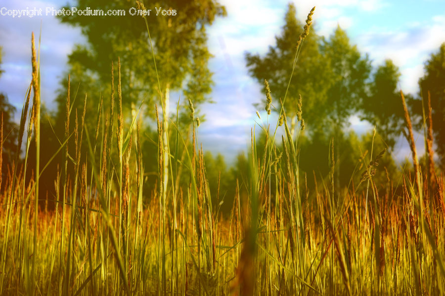Grain, Grass, Plant, Wheat, Field, Grassland, Reed