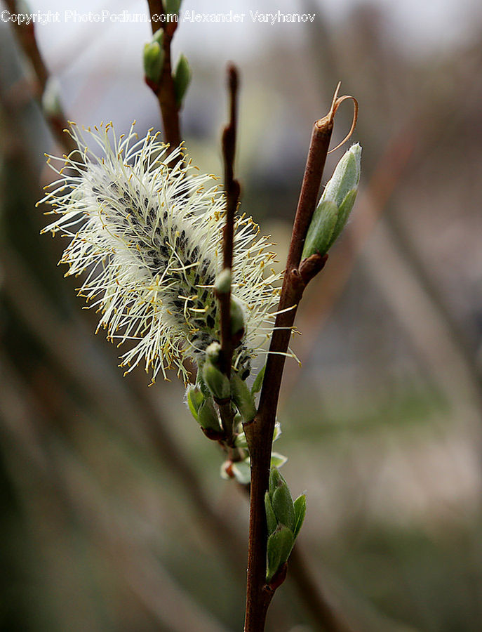 Conifer, Larch, Tree, Wood, Bud, Plant, Blossom
