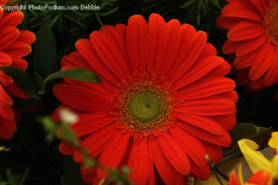 Blossom, Flora, Flower, Plant, Tulip, Petal, Daisies