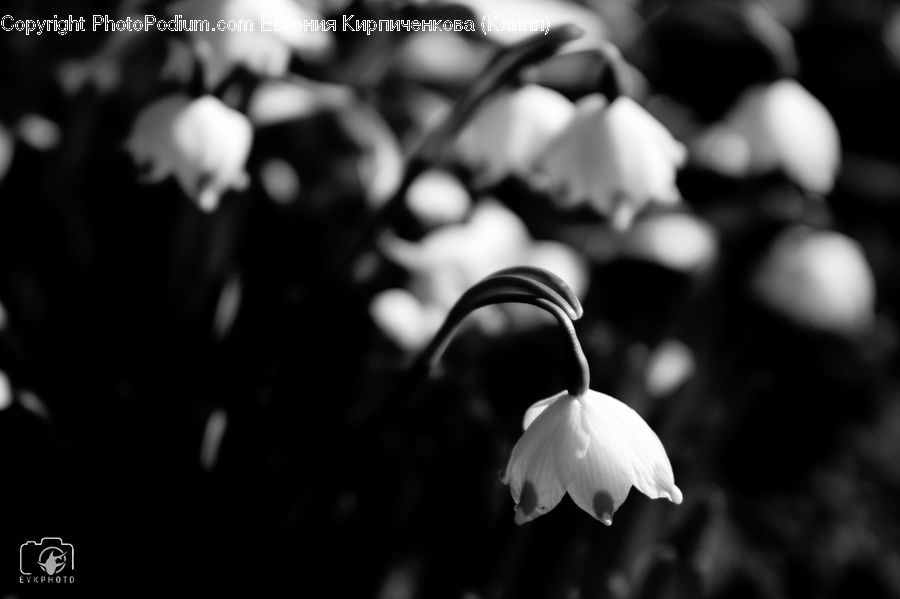 Baby, Child, Kid, Newborn, Blossom, Flora, Flower