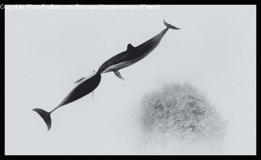 Bird, Swallow, Penguin, Silhouette, Fish, Herring, Sea Life