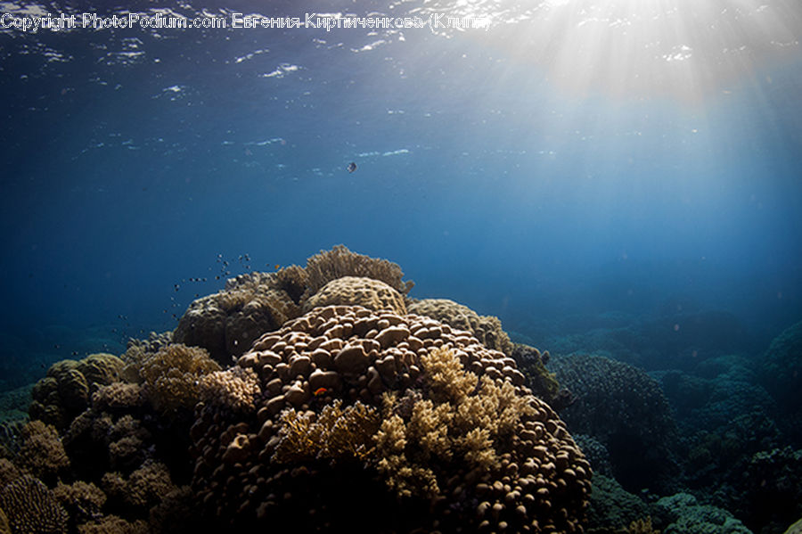 Coral Reef, Outdoors, Reef, Sea, Sea Life, Water