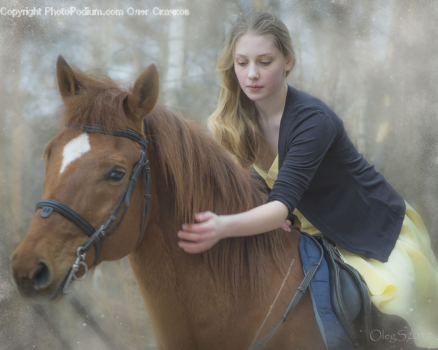 People, Person, Human, Animal, Equestrian, Horse, Colt Horse