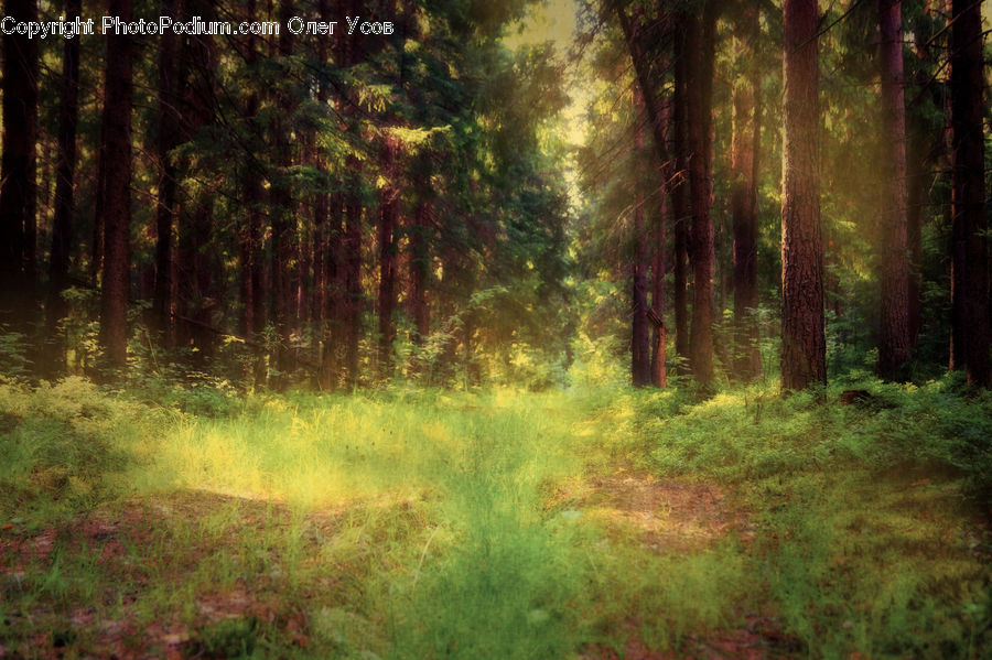Forest, Vegetation, Moss, Plant, Land, Marsh, Pond
