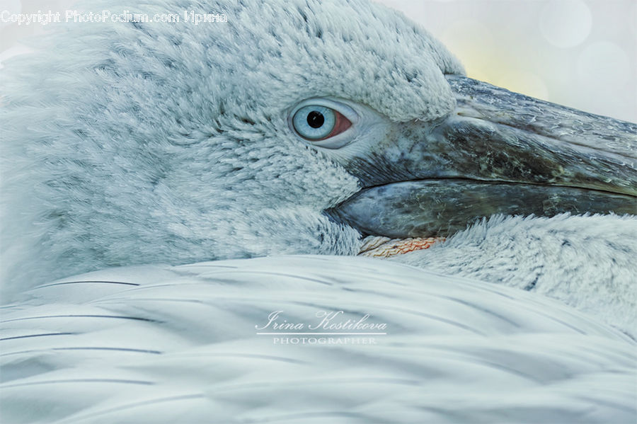 Beak, Bird, Booby, Dove, Pigeon, Crane Bird, Heron