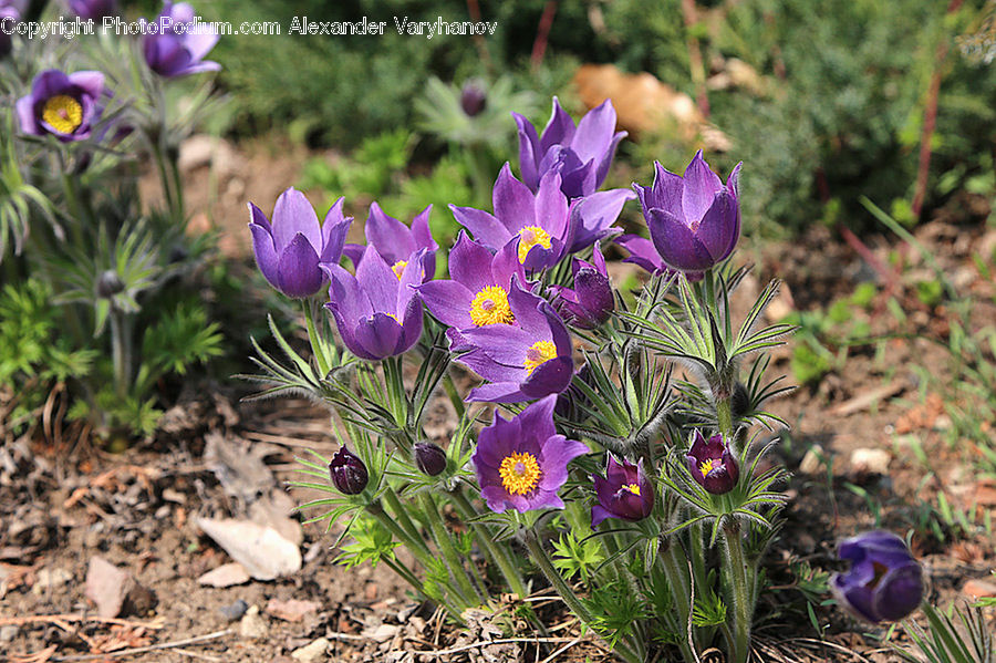 Blossom, Crocus, Flora, Flower, Plant, Violet, Lupin
