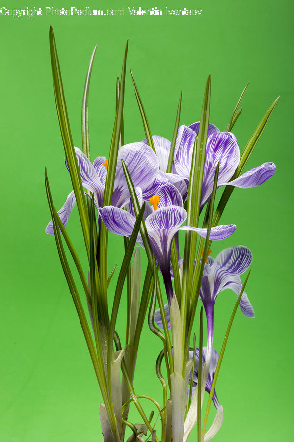 Blossom, Crocus, Flora, Flower, Plant, Aquilegia, Asteraceae