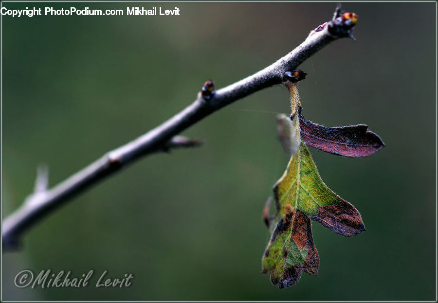Bud, Plant, Anisoptera, Dragonfly, Insect, Invertebrate, Bee Eater