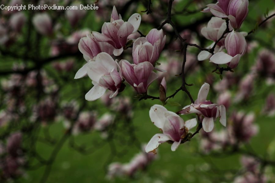Blossom, Flower, Lilac, Plant, Flora, Cherry Blossom, Bird