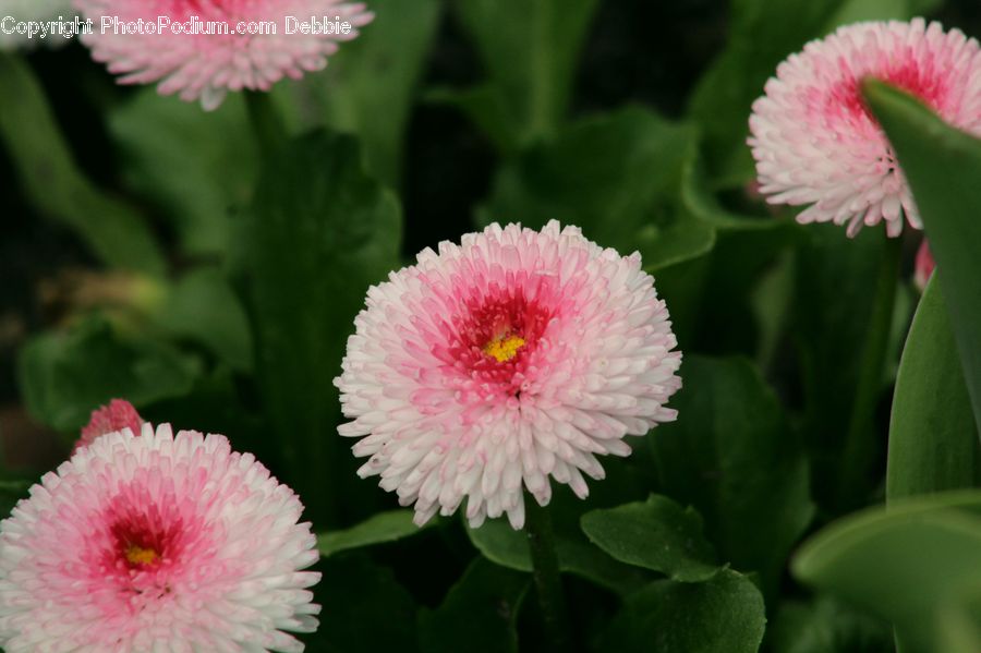 Blossom, Flora, Flower, Plant, Carnation, Dahlia, Daisies