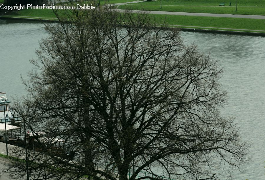 Plant, Tree, Conifer, Fir, City, Downtown, Urban
