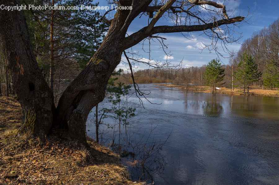 Outdoors, River, Water, Plant, Tree, Tree Trunk, Forest