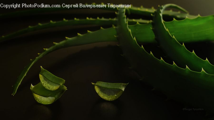 Bud, Plant, Blossom, Flora, Flower, Anthurium, Leaf