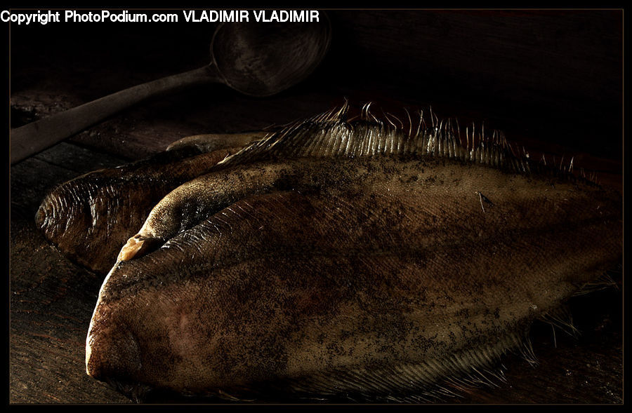 Fish, Flounder, Halibut, Sea Life