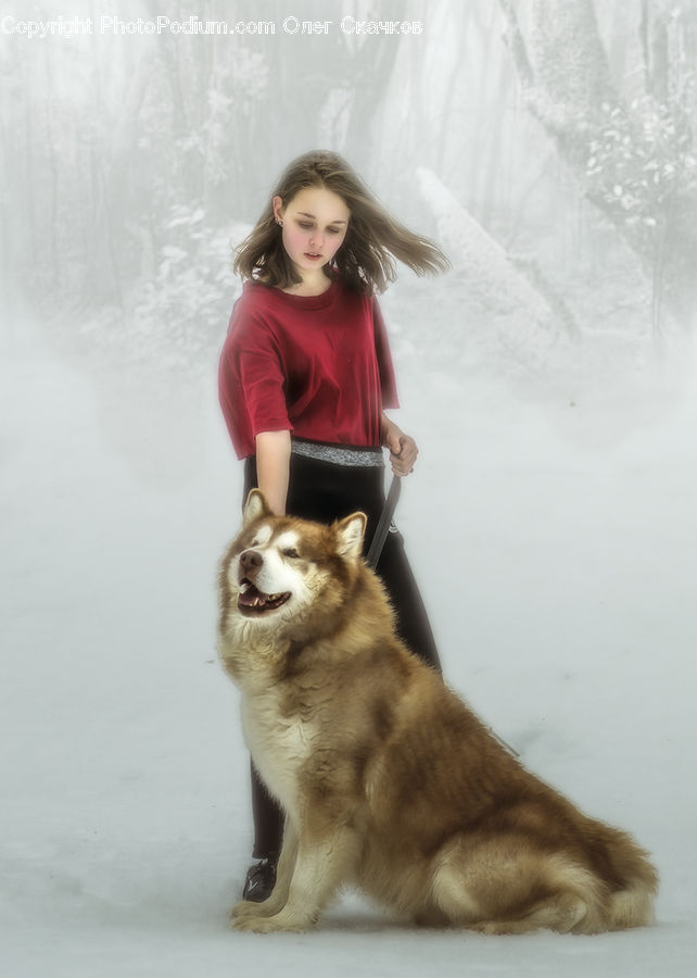 People, Person, Human, Animal, Canine, Dog, Husky