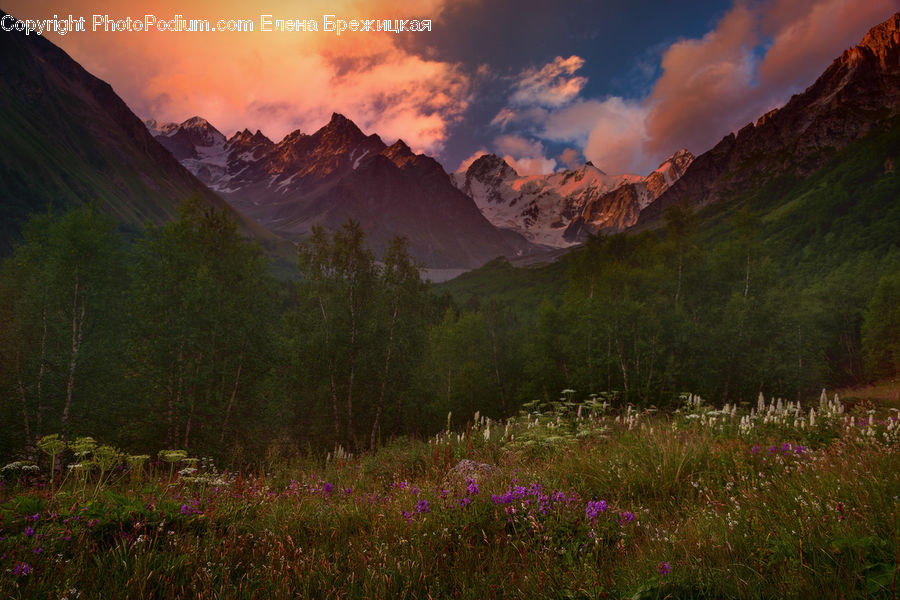 Basin, Outdoors, Blossom, Flora, Flower, Plant, Dawn