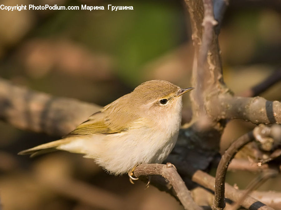 Bird, Wren, Smoke, Canary, Finch, Birch, Tree