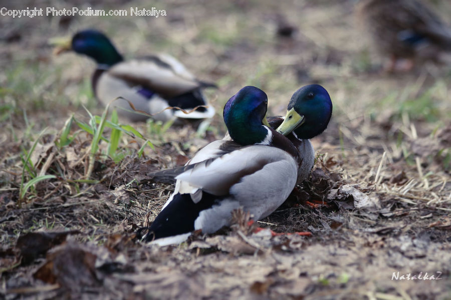 Bird, Duck, Teal, Waterfowl, Booby, Mallard, Swallow