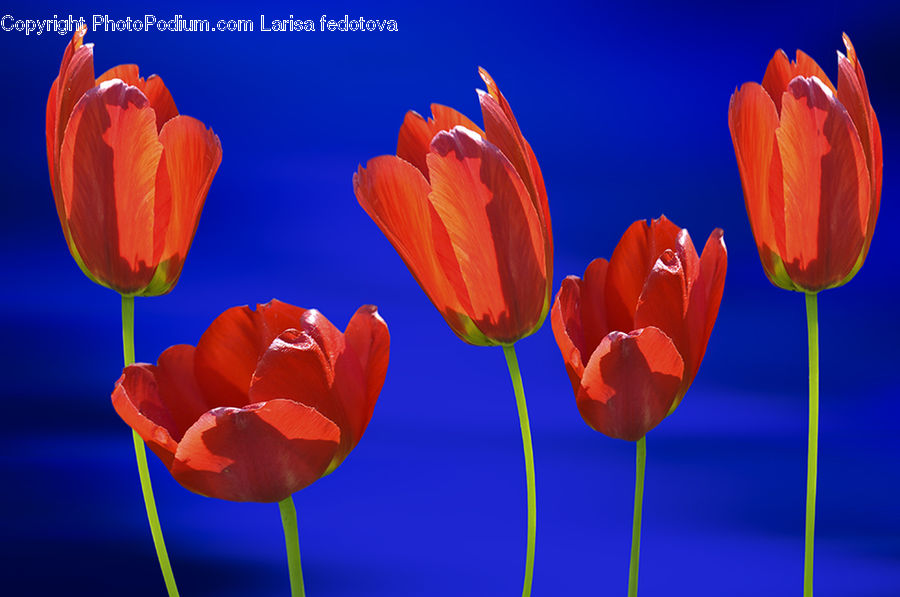 Blossom, Flora, Flower, Plant, Tulip, Poppy, Crocus